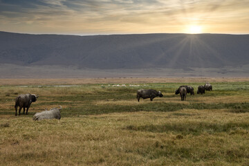 Serenegti National Park Migration, Tanzania