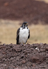 Serenegti National Park Migration, Tanzania