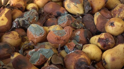 A pile of rotten, moldy pears. Mildew on Fruits. Food loss and waste. Damage to the fruit crop. Food loss at the agricultural production and harvest. 