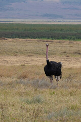 Naklejka premium Serenegti National Park Migration, Tanzania