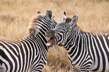 Serenegti National Park Migration, Tanzania