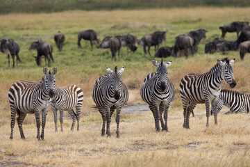Obraz premium Serenegti National Park Migration, Tanzania