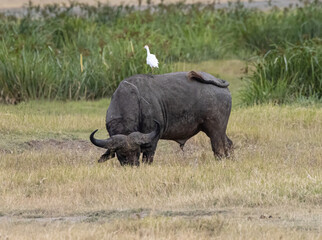 Obraz premium Serenegti National Park Migration, Tanzania