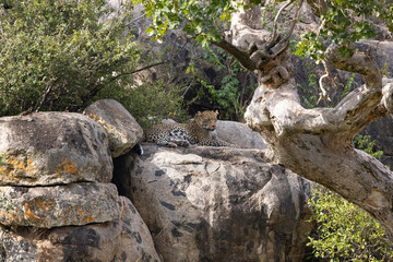 Obraz premium Serenegti National Park Migration, Tanzania
