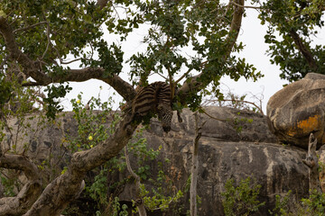 Serenegti National Park Migration, Tanzania