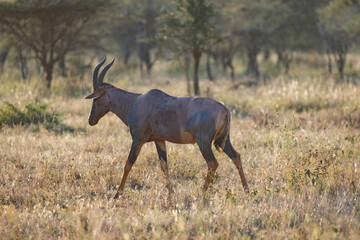 Serenegti National Park Migration, Tanzania