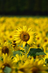 背が高いひまわり