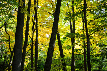 Fototapeta na wymiar Green and yellow foliage in forest with tree silhouette