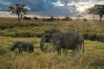 Serenegti National Park Migration, Tanzania