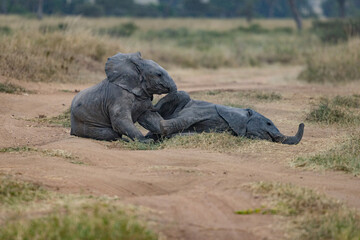 Fototapeta premium Serenegti National Park Migration, Tanzania