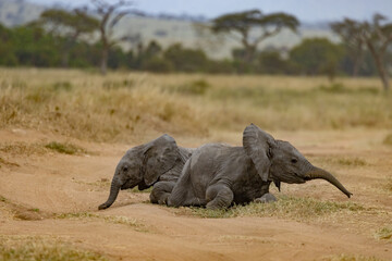 Fototapeta premium Serenegti National Park Migration, Tanzania