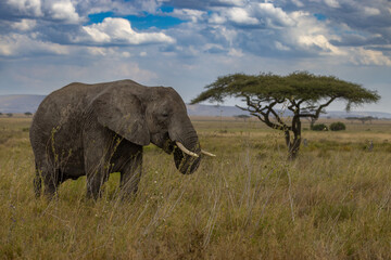 Serenegti National Park Migration, Tanzania