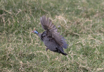Serenegti National Park Migration, Tanzania