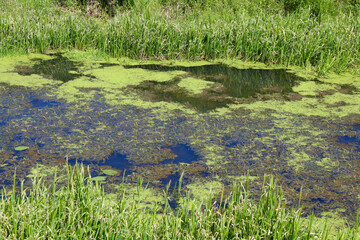 Swamp. A small river overgrown with grass and algae in a picturesque landscape. River bank with dense trees.
