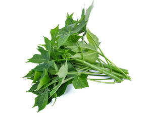 Chaya vegetables on white background