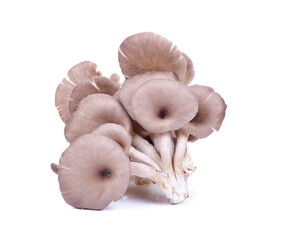 fairy mushroom on white background