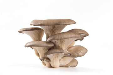 Delicious oyster mushrooms isolated on white backgrouond. - obrazy, fototapety, plakaty