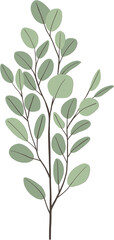 simplicity eucalyptus leaf freehand drawing.