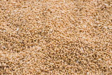 Texture of durum wheat seeds.Compact pile of seeds grain.