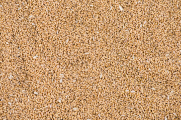 Texture of durum wheat seeds.Compact pile of seeds grain.