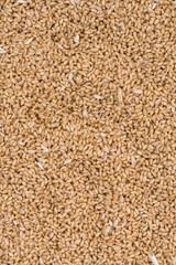 Texture of durum wheat seeds.Compact pile of seeds grain.