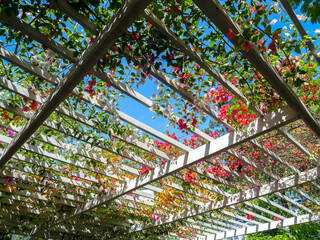 Flowers decoration on wooden pergola roof. Landscape home design background. Ivy plant on the white...
