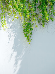 Green ivy leaves climbing on white wall background with copy space, vertical style. Creeper vine...