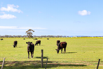 cattle grazing in australian field