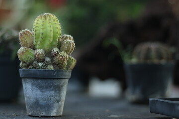 close up cactus tree in nature