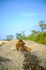 Abstract Defocused Blurred Background a wild dog relaxing on a pile of sand in the Cikancung area - Indonesia. Not Focus