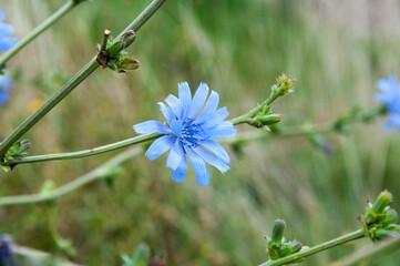 forget me not flower