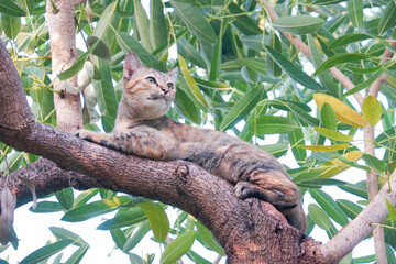 Fototapeta premium cat on tree
