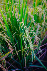 Abstract Defocused Blurred Background ready-to-harvest rice grains in rice fields in the Cikancung area - Indonesia. Not Focus