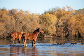 Bay chestnut and Dun wild horse stallions in Salt River in the early morning in the american...