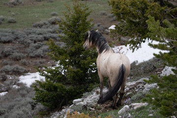 Wild horse buckskin stallion overlooking canyon in the western United States