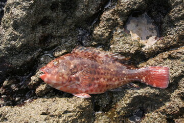 釣り　魚　ブダイ　磯釣り