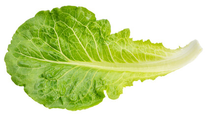 Baby Cos lettuce  on white background, Green Napa cabbage leaves on white PNG File. - obrazy, fototapety, plakaty
