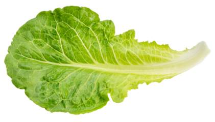 Baby Cos lettuce  on white background, Green Napa cabbage leaves on white PNG File.