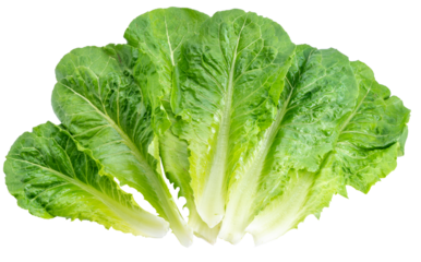 Baby Cos lettuce  on white background, Green Napa cabbage leaves on white PNG File.