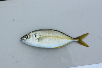 釣り　魚　アジ　マルアジ