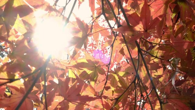 Sun rays pass through the autumn red leaves. Nature concept.
