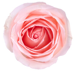 Pink Rose with leaf isolated on white background, Rose isolated on white PNG File.