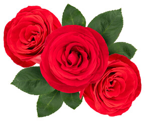 Fototapeta premium Red Rose with leaf isolated on white background, Rose isolated on white PNG File.