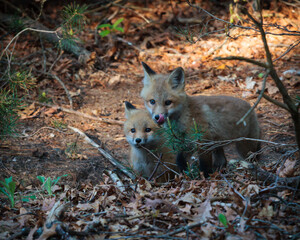 Obraz premium two cute adorable baby red fox, kits