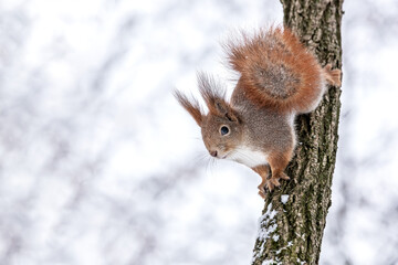 funny squirrel sits on a tree trunk in winter forest