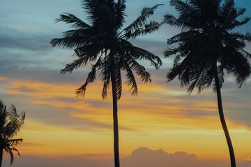 silhouette of coconut trees by the beach during golden sunset.