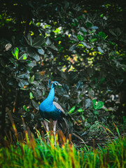 Obraz premium peacock in the park