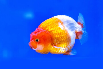 The goldfish in the cabinet on blue background.