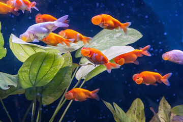 The goldfish in the cabinet on nature background. - 553094046