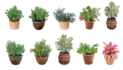 Collection ornamental trees and shrubs (ficus, fig) with colorful foliage. in clay pots for home and garden decoration.
Total of 10 trees. (png)
Isolated on white background.
collage with herbs.
